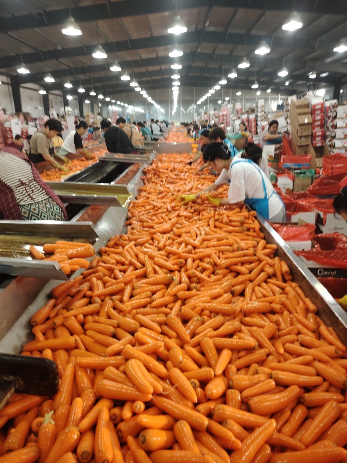 Vegetable and Fruit Washing Freezing Production Line — HUIYILAI